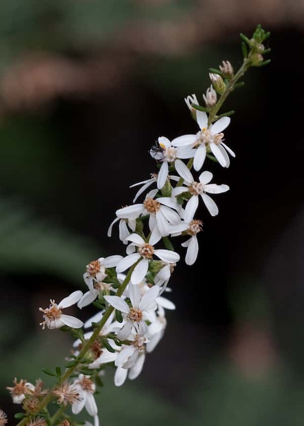 Olearia ramulosa photo