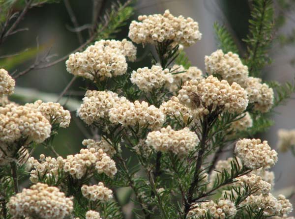 Ozothamnus diosmifolius photo