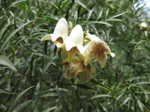 Pandorea doratoxylon photo