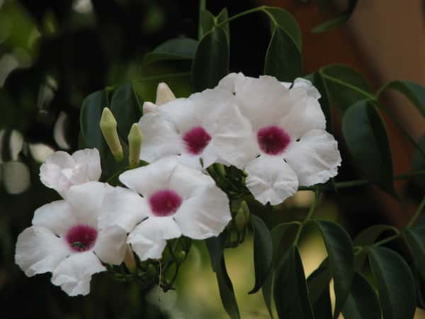 Pandorea jasminoides photo