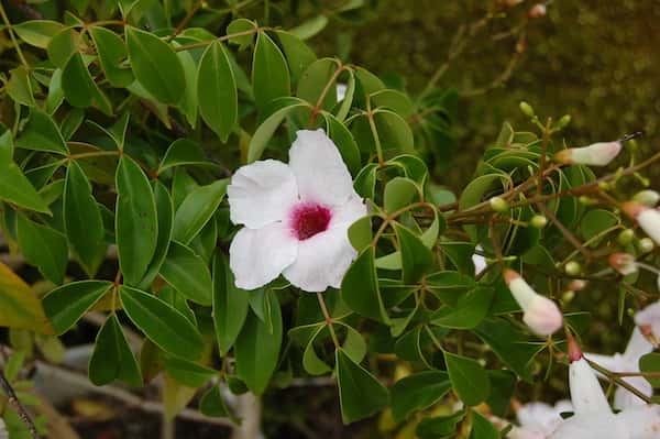 Pandorea jasminoides photo