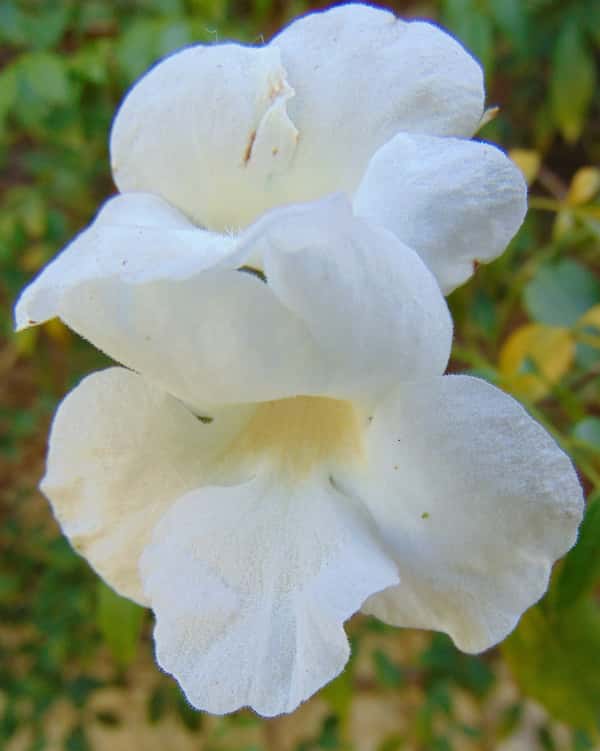 Pandorea jasminoides 'Lady Di' photo