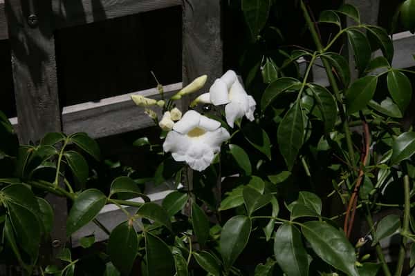 Pandorea jasminoides 'Lady Di' photo