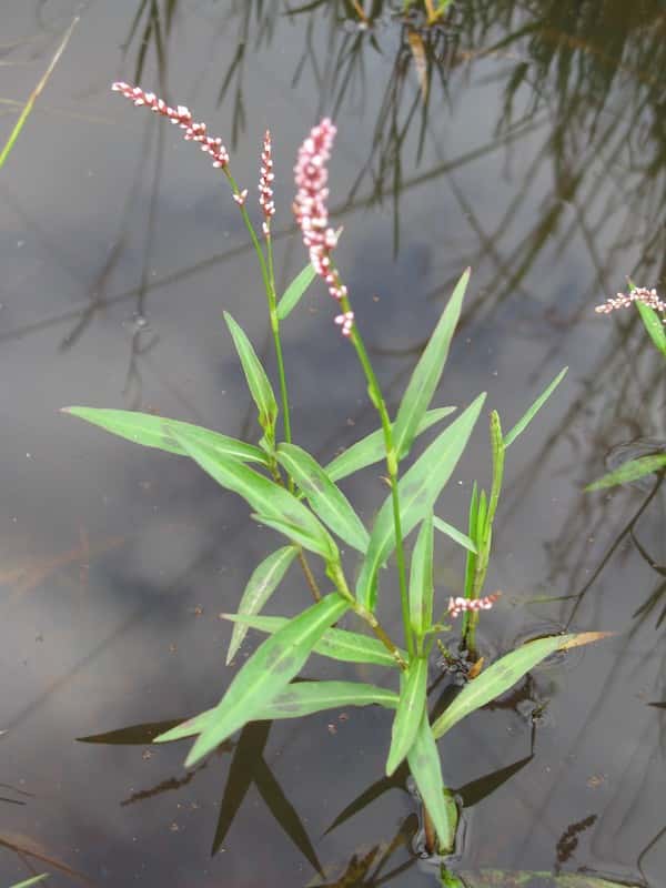 Persicaria decipiens photo