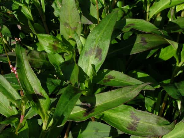 Persicaria decipiens photo