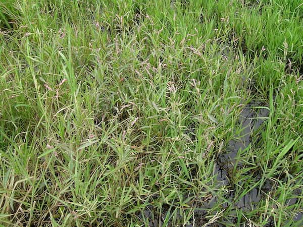 Persicaria decipiens photo