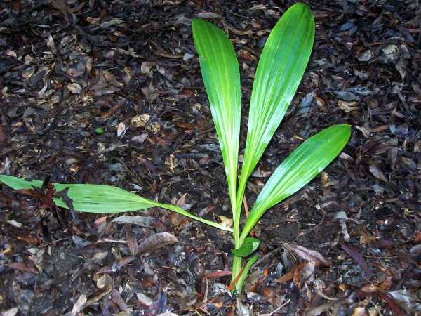 Phaius australis photo