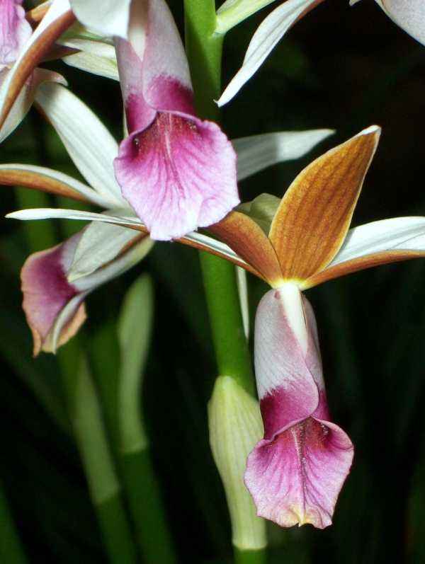 Phaius australis photo