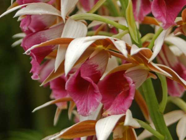 Phaius tancarvilleae photo