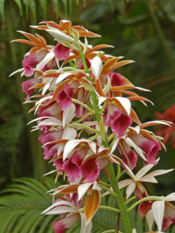 Phaius tancarvilleae photo