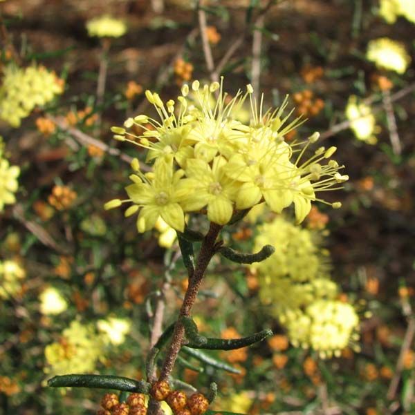 Phebalium stenophyllum photo