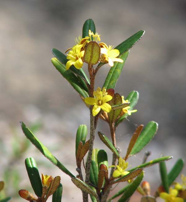 Phebalium whitei photo