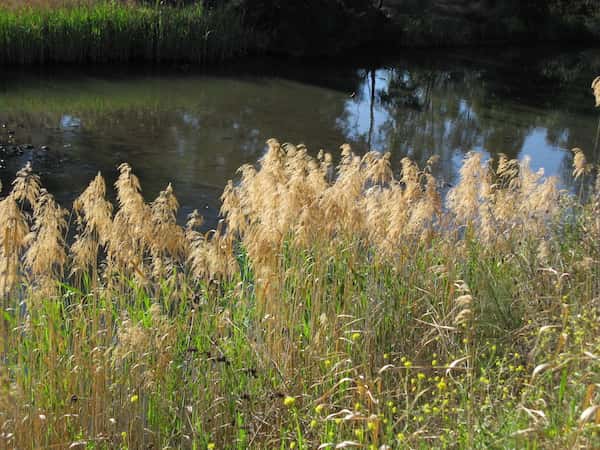 Phragmites australis photo