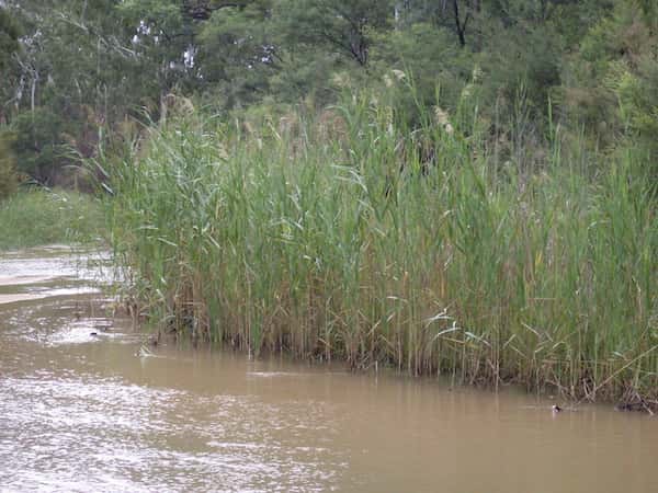 Phragmites australis photo