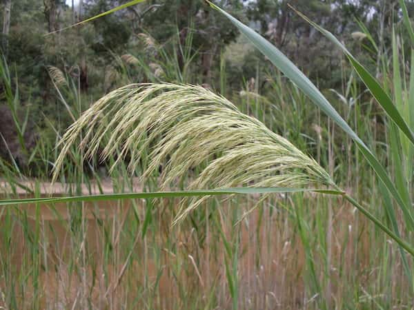 Phragmites australis photo