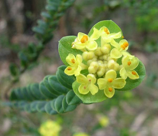 Pimelea flava ssp Flava photo