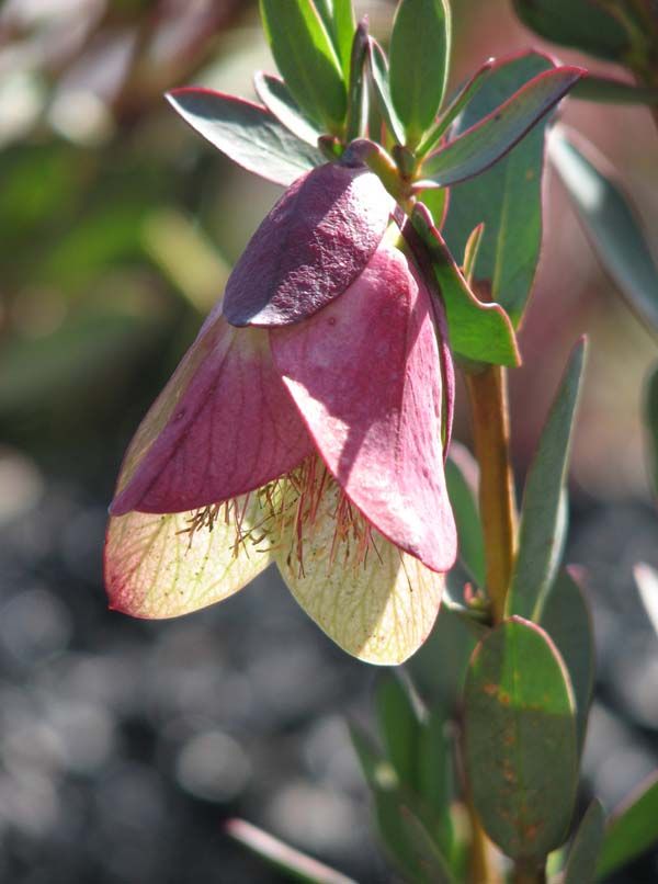 Pimelea physodes photo