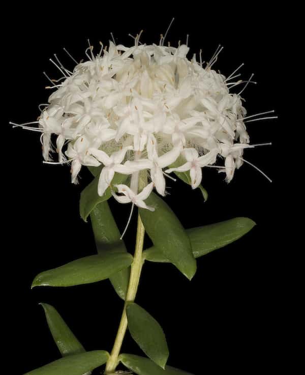 Pimelea ciliata photo