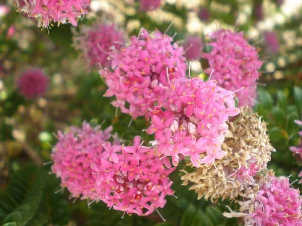 Pimelea ferruginea photo