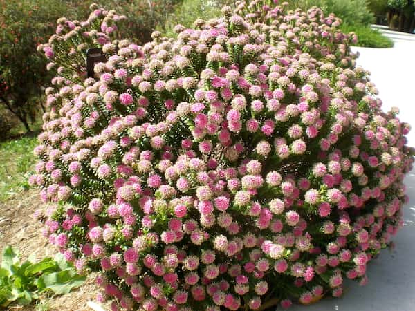 Pimelea ferruginea photo