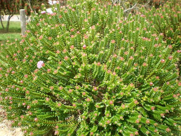 Pimelea ferruginea photo