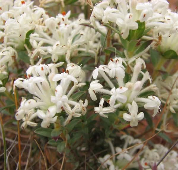 Pimelea humilis photo