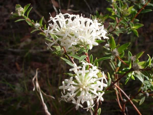 Pimelea linifolia photo