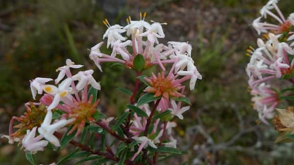 Pimelea linifolia photo