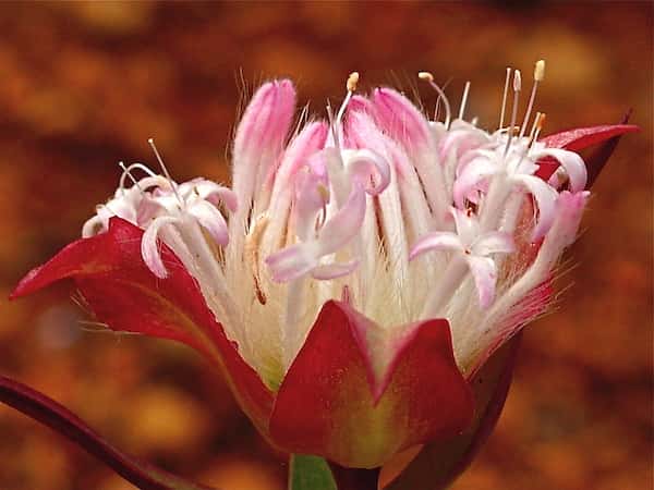 Pimelea spectabilis photo