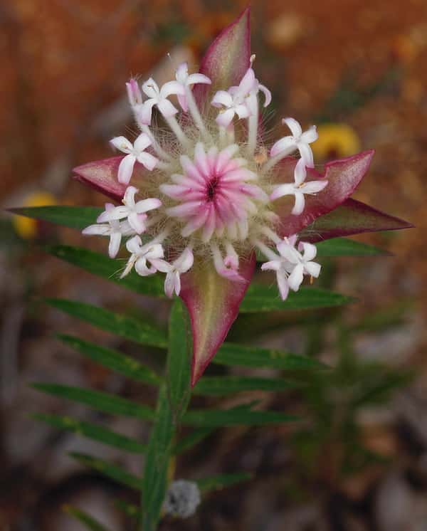 Pimelea spectabilis photo