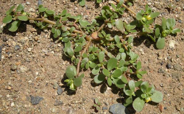 Portulaca oleraceae photo