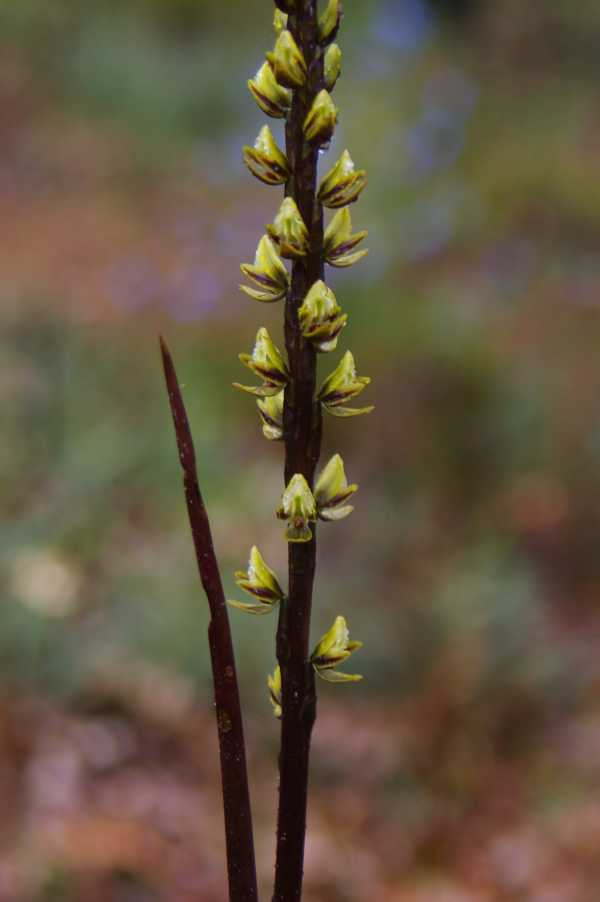 Prasophyllum elatum photo