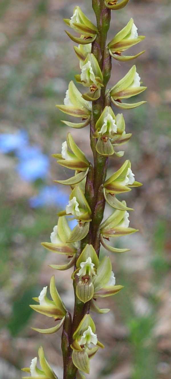 Prasophyllum elatum photo