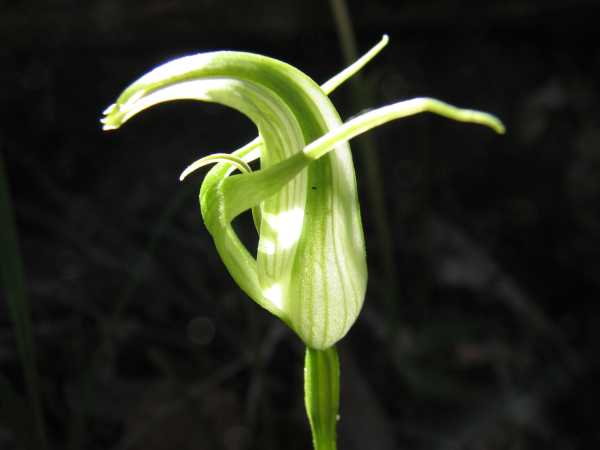 Pterostylis alpina photo