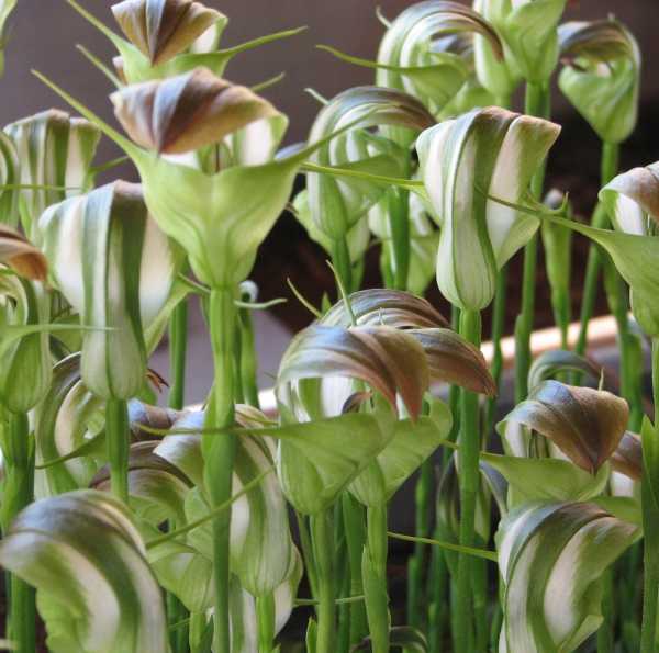 Pterostylis baptistii photo