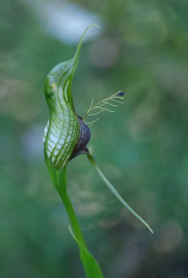 Pterostylis barbata photo