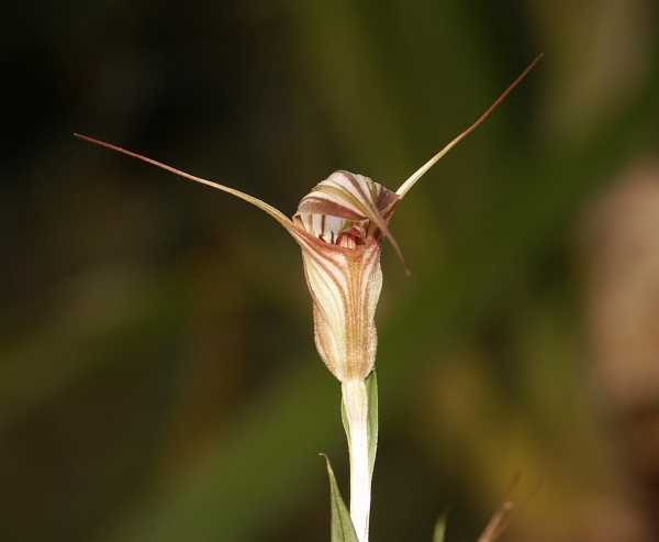 Pterostylis coccina photo