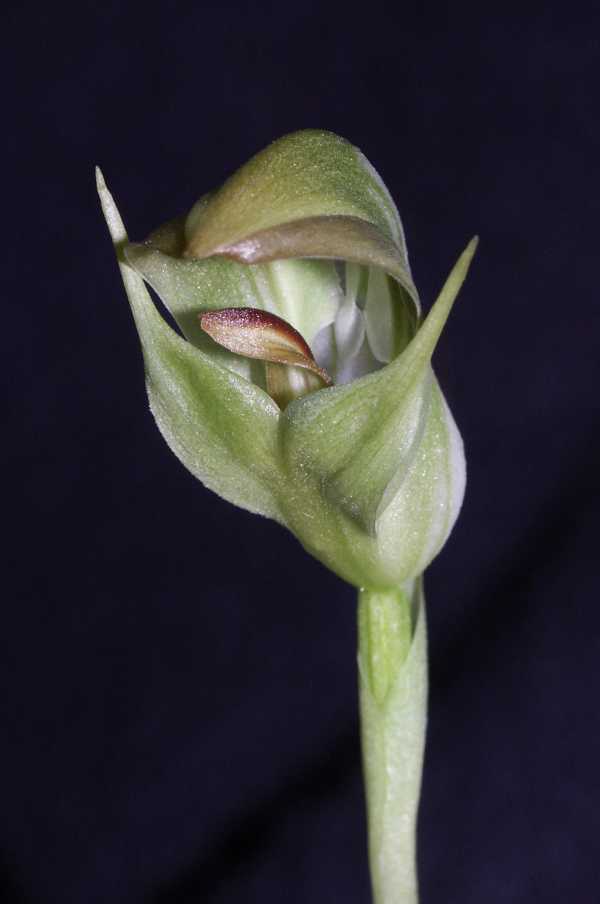 Pterostylis curta photo