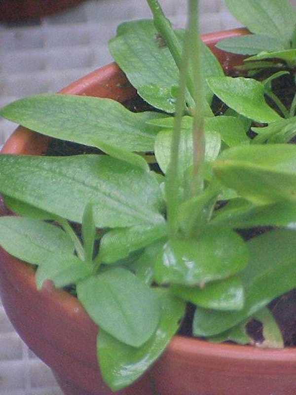 Pterostylis curta photo