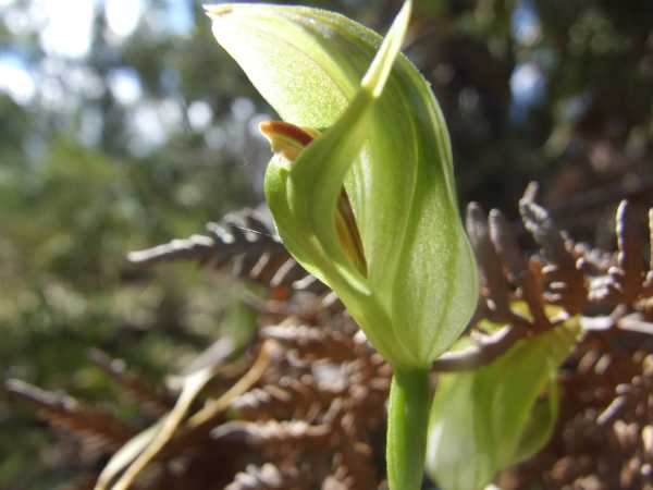 Pterostylis curta photo