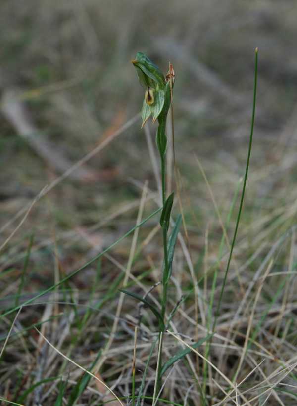 Pterostylis melagramma photo