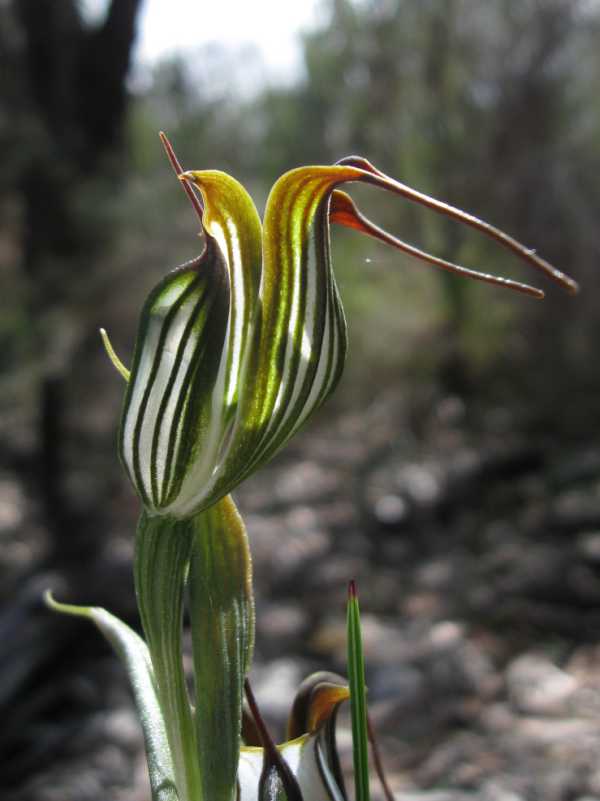 Pterostylis recurva photo