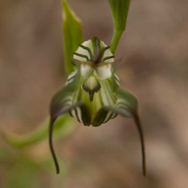 Pterostylis recurva photo