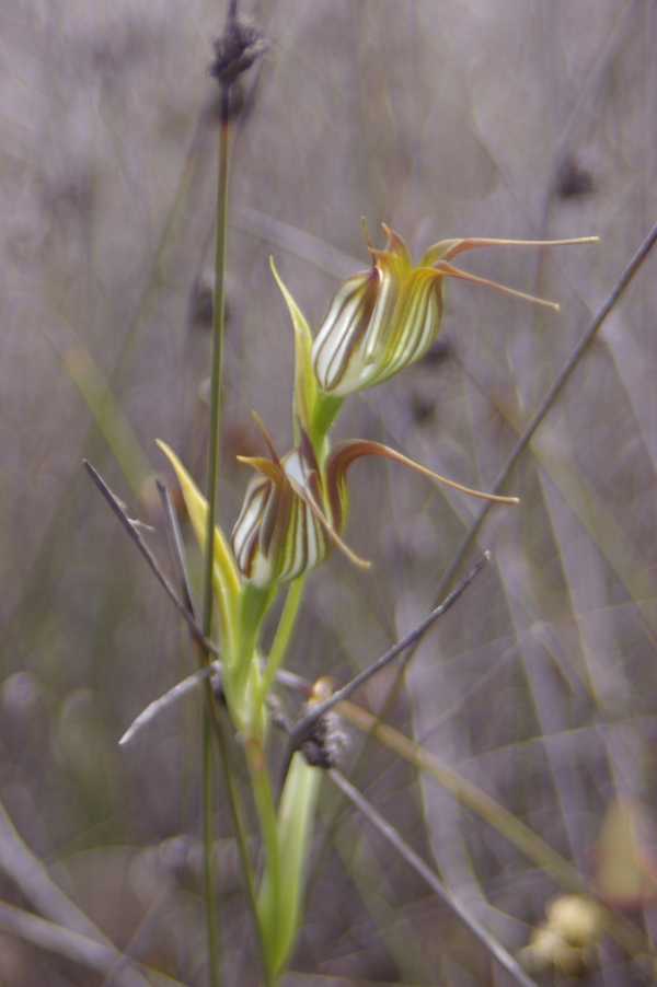 Pterostylis recurva photo