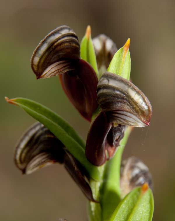 Pterostylis sanguinea photo