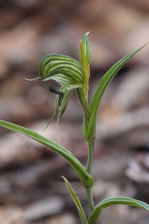 Pterostylis sargentii photo