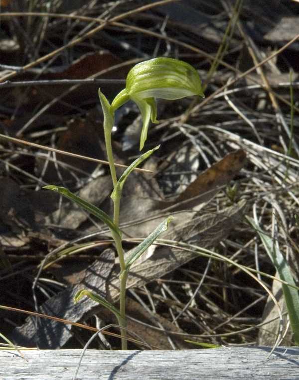 Pterostylis stenochila photo