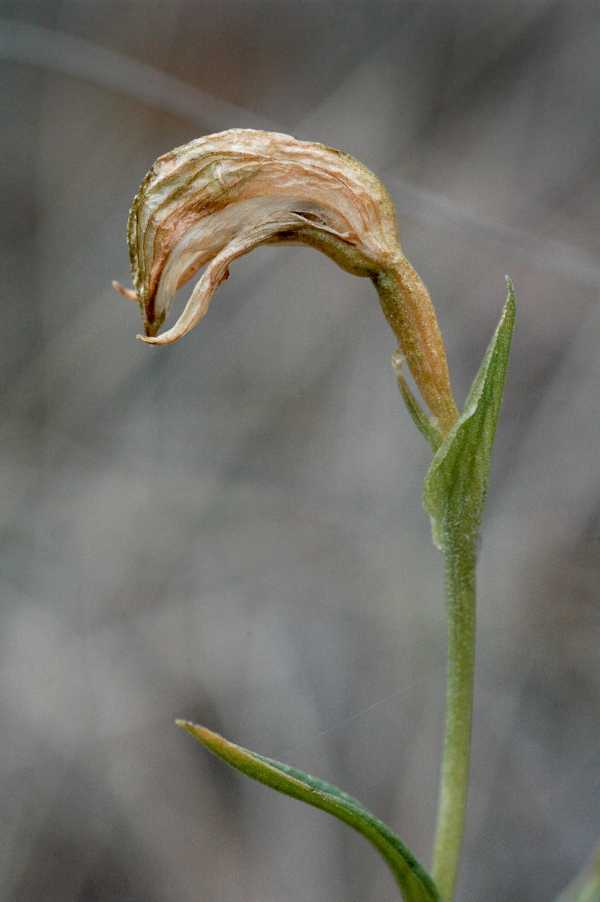 Pterostylis stenochila photo