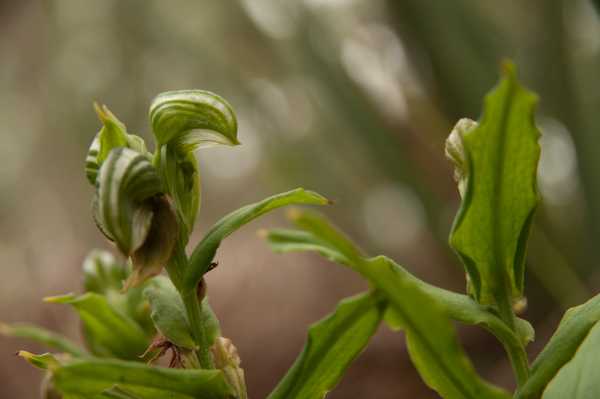 Pterostylis vittata photo