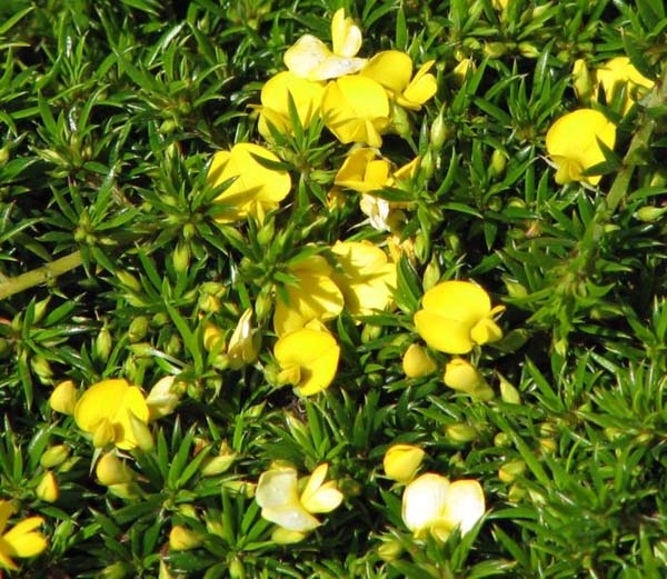 Pultenaea pedunculata photo